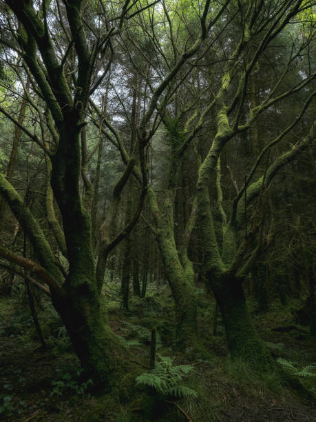 istock Dense forest scene. Moss-covered trees dominate. Undergrowth is visible. Light is dim. The scene is dark and green. 2197122533