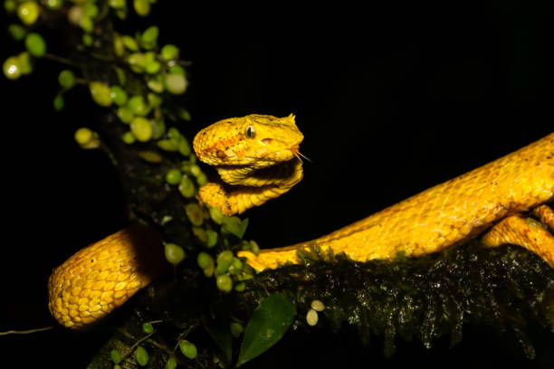 istock Bothriechis schlegelii, known as the highland eyelash pitviper or Schlegels eyelash pitviper 2197122546