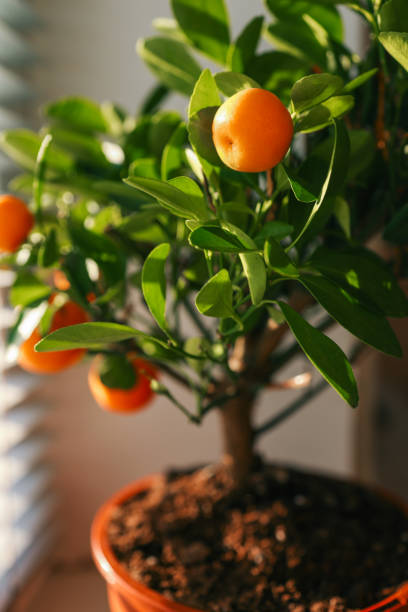 A potted citrus tree with bright orange fruits placed on a windowsill, illuminated by sunlight through white blinds, creating a warm and cozy indoor atmosphere.