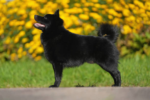 istock Beautiful Schipperke dog posing outdoors standing on an asphalt in summer. Sideway view 2197124981