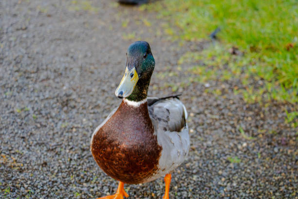 Green headed, brown necked drake walking towards camera in close up shot