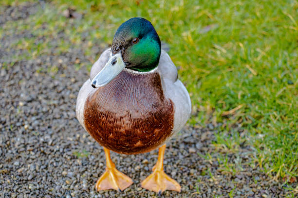 Green headed, brown necked drake walking towards camera in close up shot