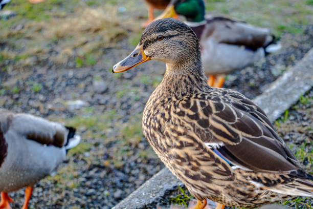 A duck waits for food surrounded by other ducks