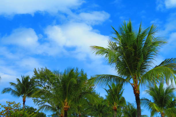 Palm trees, tropics