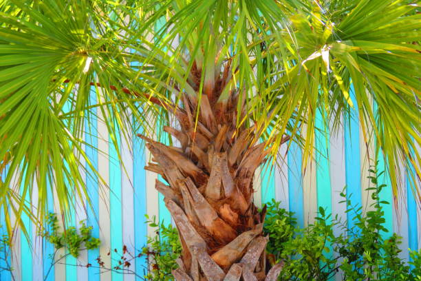 istock Caribbean Scene with Tropical Trees 2197125690