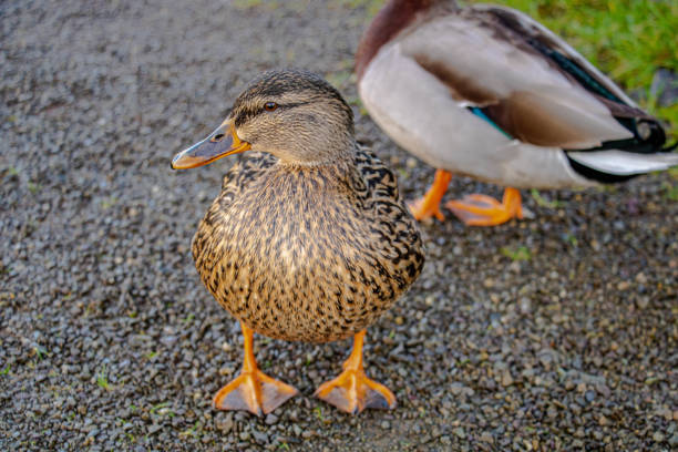 The duck stands on the path and looks to the left