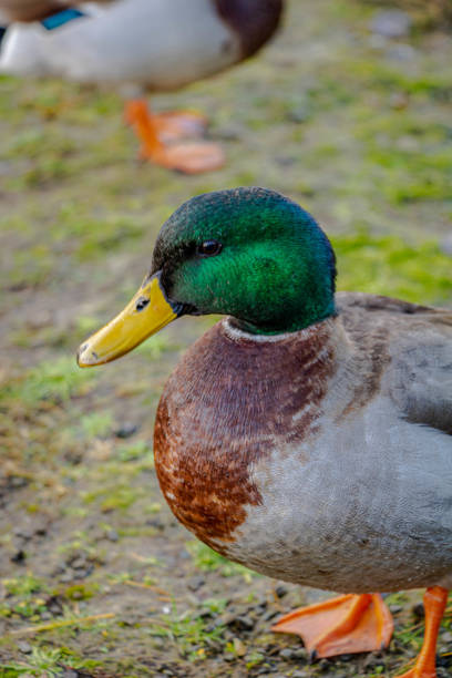 istock The drake stands on the path and looks to the left 2197126263