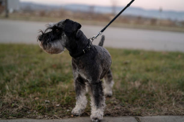 istock dog walking outdoors 2197126297