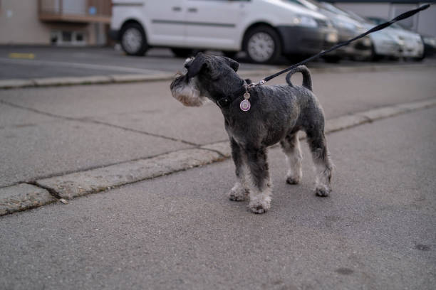 dog walking outdoors