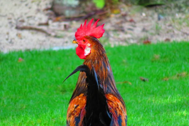istock Chickens in the Caribbean 2197126838
