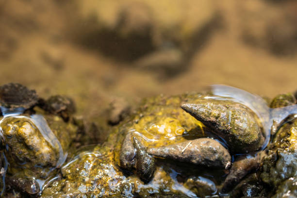 This close-up image showcases a bivalve mollusk resting on a rocky surface, partially submerged in water. The intricate textures and colors highlight the beauty of marine life in its natural habitat