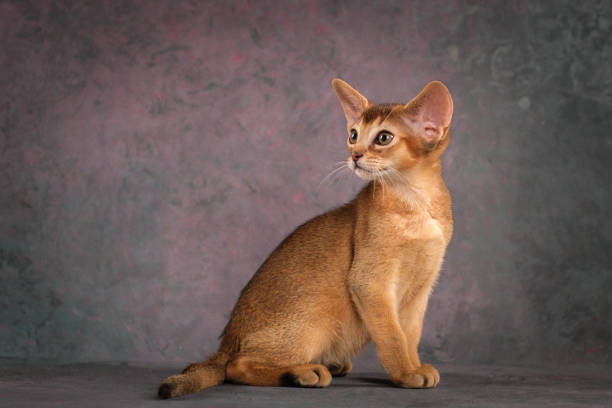 istock A red Abyssinian kitten on a beautiful background. Studio shooting 2197128249