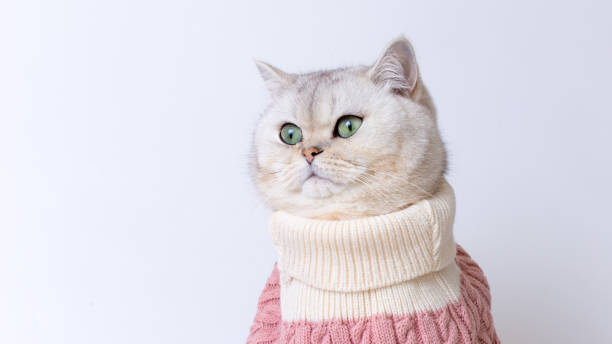 istock Cozy cat in sweater looking curious against white background 2197128268