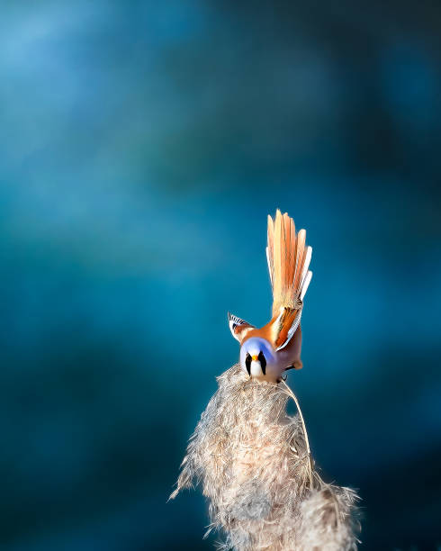 istock Bearded Tit Parrotbill Panurus biarmicus sitting on a blade of grass blue background 2197128284