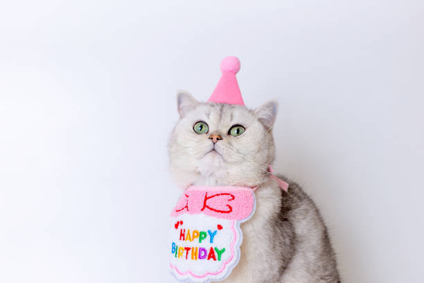 Adorable cat in birthday hat with festive bib celebrating special day, looking up