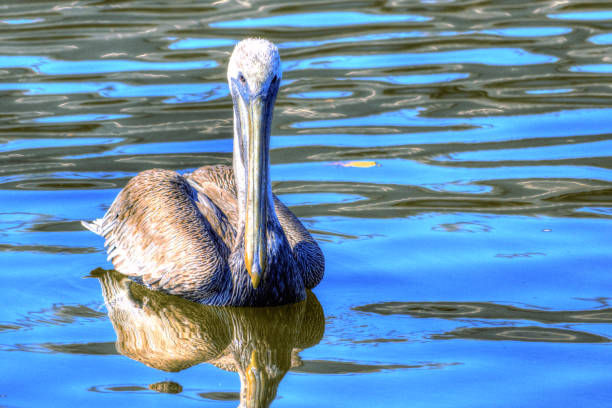 istock Pelican Reflection on Water, Are You Looking at Me? 2197128609