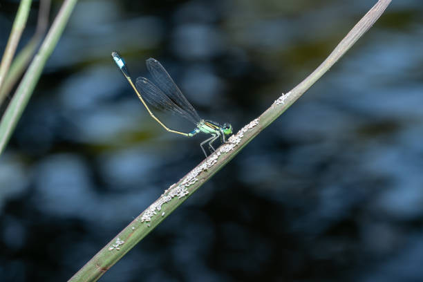 istock Enallagma cyathigerum (Common Blue Damselfly) 2197128702