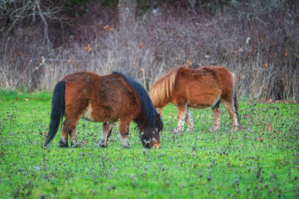 Miniature Horse grazing in a field near Victoria, BC.