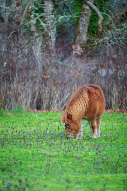 Miniature Horse grazing in a field near Victoria, BC.