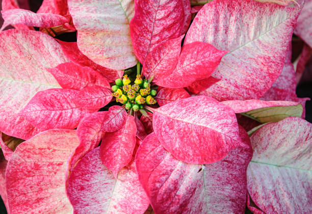 Close up of the actual flower of a poinsettia plant.  The red and white leaves are what most people consider the flower, however the pollen is in the central green and yellow cluster.