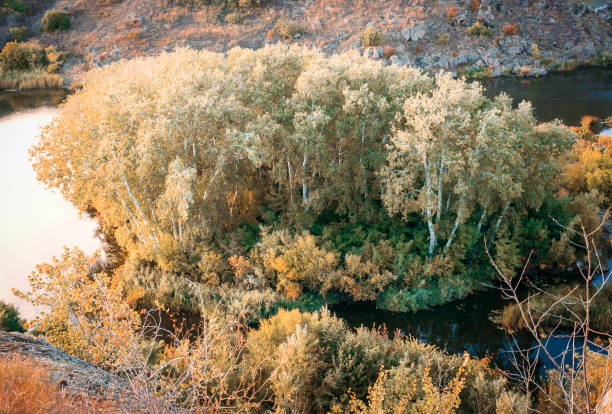 an island with trees growing in the middle of a river bed. picturesque autumn on the southern Bug.