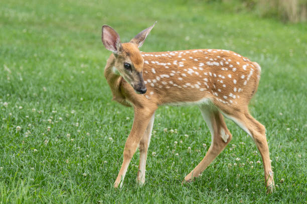 istock White-tailed Deer Fawn in Meadow 2197131715