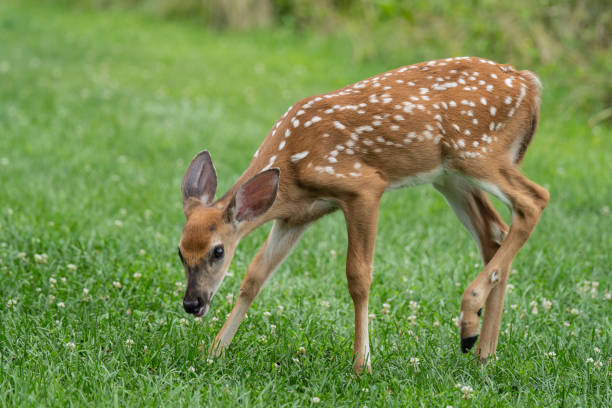 Young Whitetail Deer resting in grass.