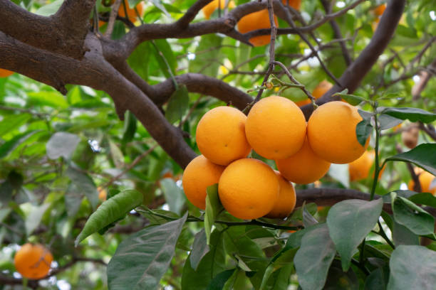 istock Cluster of delicious navel oranges on the tree 2197132710