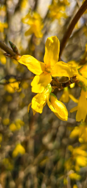 istock Beautiful yellow Forsythia in spring time 2197135032