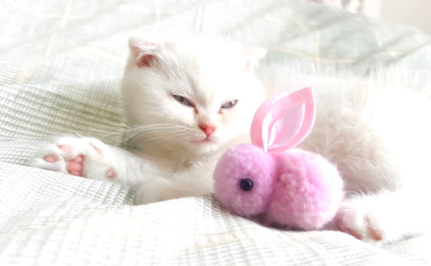 istock Adorable White Kitten Cuddling Pink Bunny Toy Friend 2197135090
