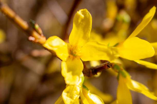 Beautiful yellow Forsythia in spring time