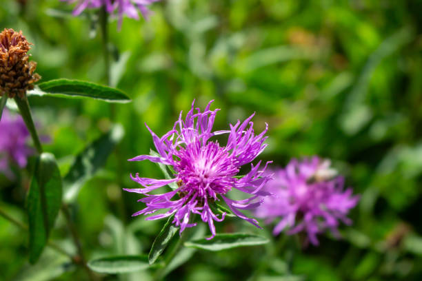 istock Clover (Trifolium pratense) grows in the meadow among the grasses 2197135139