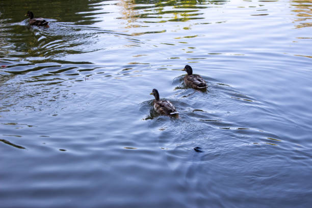 female mallard duck on pond