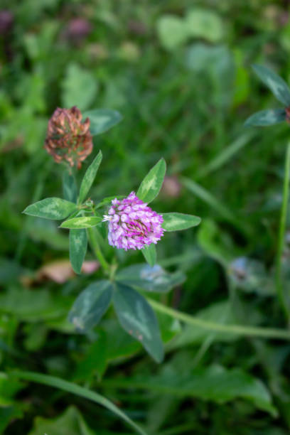 istock Clover (Trifolium pratense) grows in the meadow among the grasses 2197135231