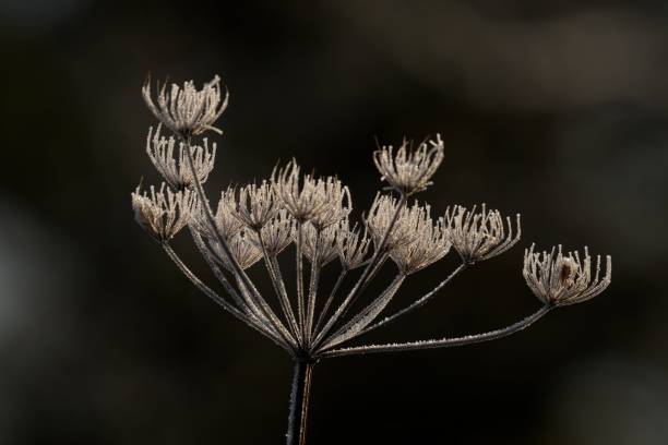istock Frosty Plant Close-up 2197135844