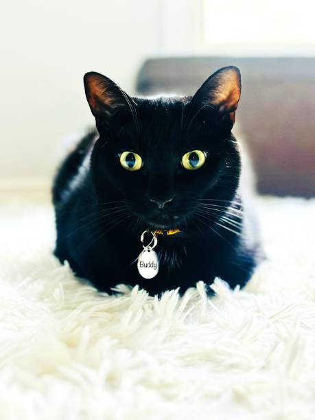 A striking close-up of a sleek black cat named Buddy, with vivid green eyes, sitting comfortably on a fluffy white rug. The minimalist background highlights the cat's elegant features and intense gaze, making it a perfect image for themes of pet companionship, feline elegance, and domestic tranquility