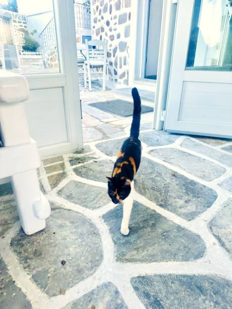 istock Calico Cat Exploring a Courtyard in Mykonos, Greece 2197137373