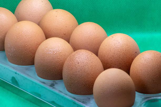 istock Photograph, Chicken Eggs are picking up from the freezer tray 2197137449