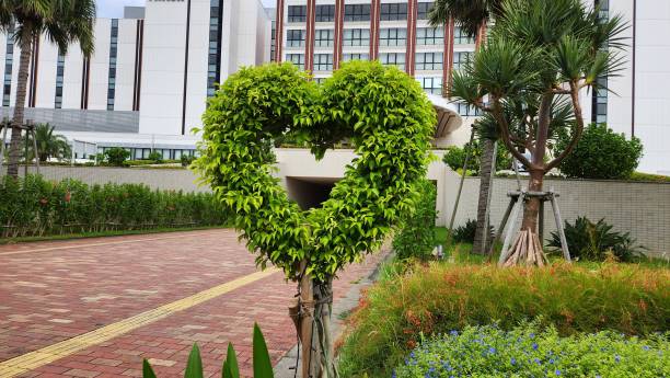 istock Heart shaped topiary outdoor decoration 2197137669