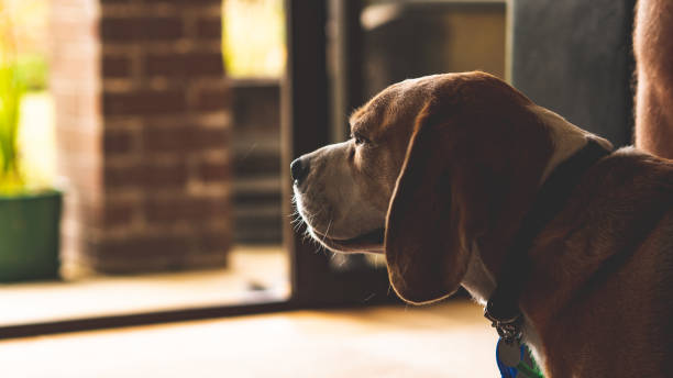 istock Beagle cute dog face portrait eyes nose funny expression 2197141668