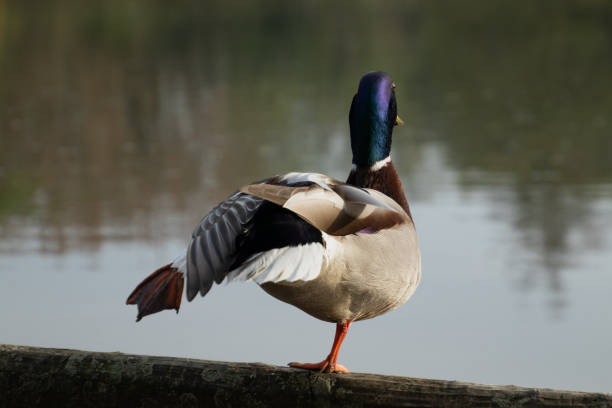istock Mallard (Anas platyrhynchos) drake stretching in the early morning sun 2197142308