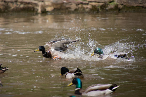 istock A fight at the watering hole 2197142309