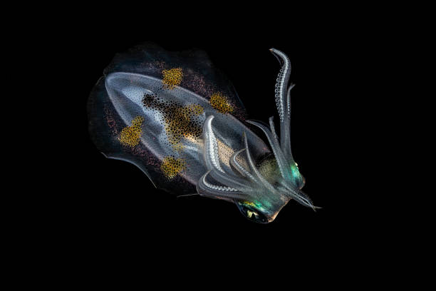 Bigfin Reef Squids are easy to distinguish from other squids in that they possess thick and muscular oval fins that extend around almost the entire mantle. Because of these fins, bigfin reef squids are sometimes mistaken for cuttlefish. The bigfin reef squid is the most widespread species in the genus Sepioteuthis. It is found in temperate and tropical regions of the Indian Ocean and the Western Pacific Ocean.At night, when the Bigfin Reef Squids are most active, they are commonly found in shallow areas from 0-100m around reefs, sea grass beds, sandy bottoms, or rocky shorelines. They surface at night, as it is less likely to be detected by predators. During the day, they generally move to deeper waters or near any form of cover, such as floating driftwood, reefs, rocks, or grasses.Squids have speedy colour-changing abilities as their pigment cells, the chromatophores, rapidly change size and colour and the visual effect is enhanced by light reflecting cells, the iridocytes. They can shoot ink (dark melanin pigment) to confuse predators and aide in escapes. Lembeh Strait, Indonesia1°28'47.196 N 125°14'12.42 E at 2m depth