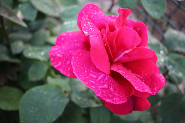 red rose with drops of water after the rain in a spring day