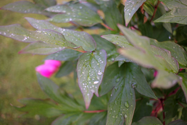 rainy day in my garden with petals of beautiful flowers