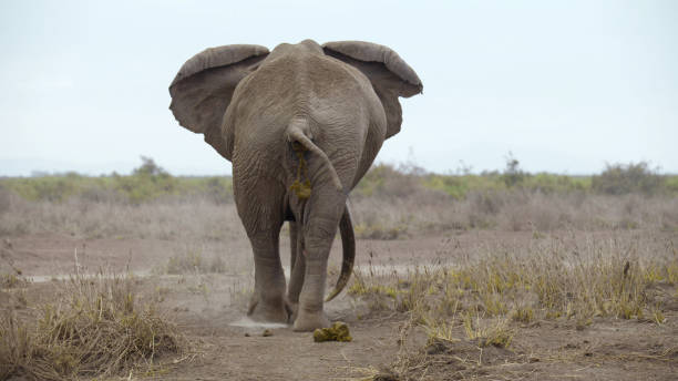 A large elephant stands on a wooden platform, gazing at the lush greenery around. Its massive body and ears are visible as it takes in the peaceful surroundings in a wildlife sanctuary.