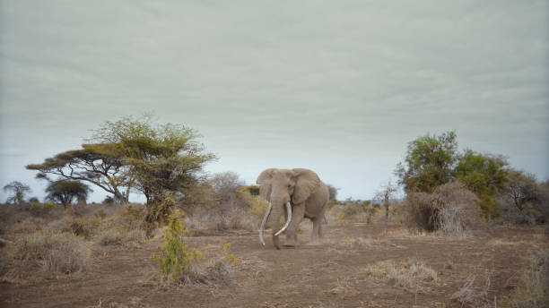 A stately African elephant wanders through Amboseli National Park, its large tusks a notable feature against the wild backdrop.
