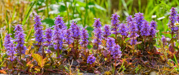 istock Bright Purple Bugleweed Flowers Blooming in a Vibrant Natural Landscape 2197145805