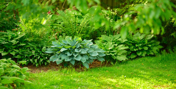 istock Photos from my garden 2197145822