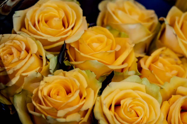 Bouquet of yellow roses in a vase